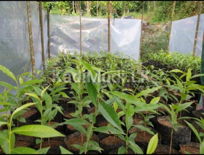 Agarwood Plants