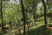 Land for Sale in Gelioya Kandy