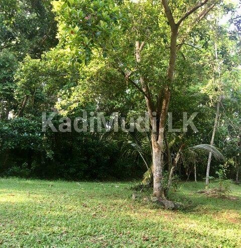 Land for Sale In Minuwangoda