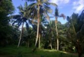 Land for Sale In Minuwangoda