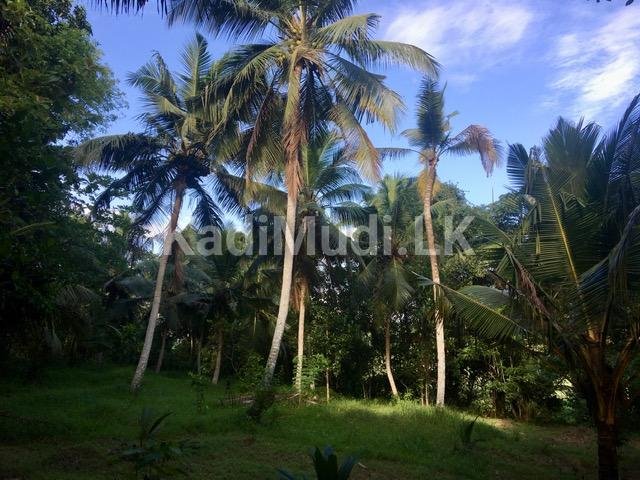 Land for Sale In Minuwangoda