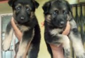 German Shepherd Puppies for Sale