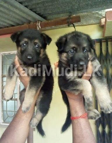 German Shepherd Puppies for Sale