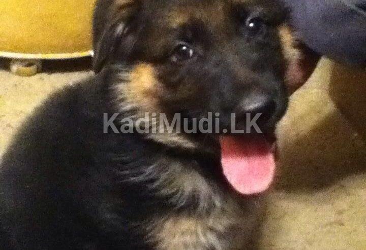 German Shepherd Puppies for Sale