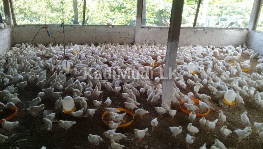 Egg Chicken Food Mixing Raw Materials