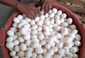 බිත්තර / Eggs for Sale