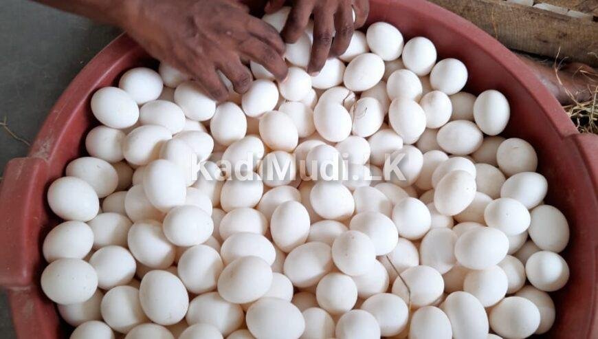 බිත්තර / Eggs for Sale