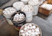 බිත්තර / Eggs for Sale