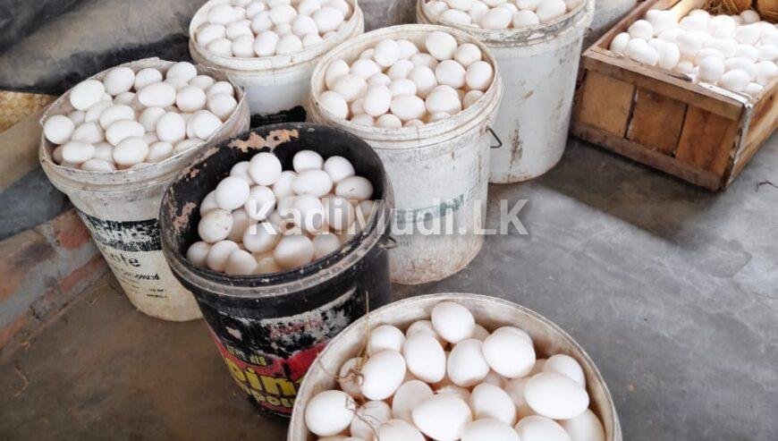 බිත්තර / Eggs for Sale