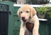 Labrador Retriever Puppy for Sale