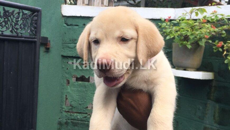 Labrador Retriever Puppy for Sale