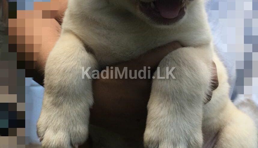 Labrador Retriever Puppy for Sale