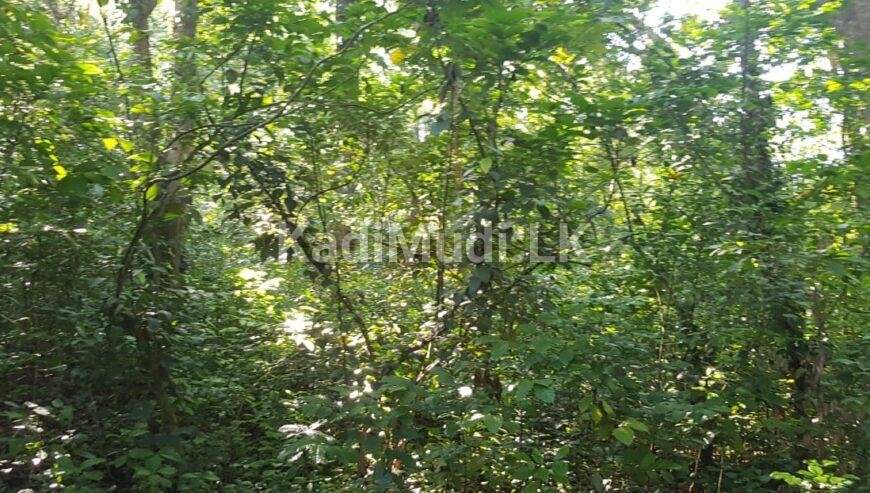 prime Land facing Matale /Dambulla Main road