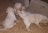 Labrador puppies