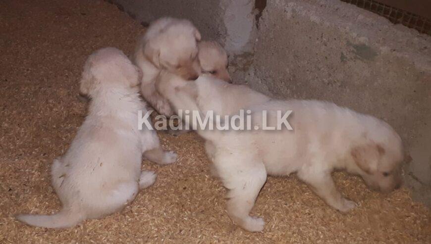 Labrador puppies