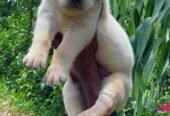 Healthy labrador male puppy