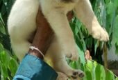 Healthy labrador male puppy