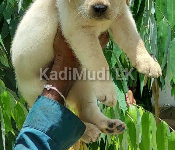 Healthy labrador male puppy