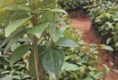 Cinnamon Plants for Sale (Kurudu Pela)