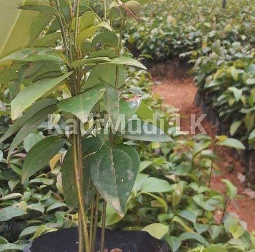 Cinnamon Plants for Sale (Kurudu Pela)