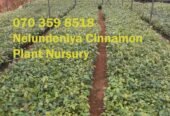 Cinnamon Plants for Sale (Kurudu Pela)