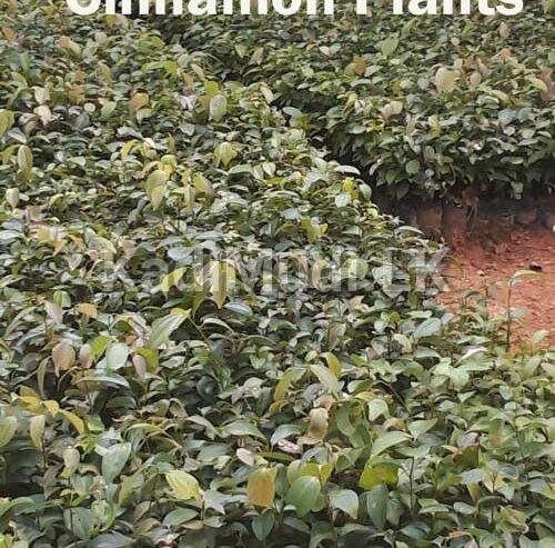 Cinnamon Plants for Sale (Kurudu Pela)