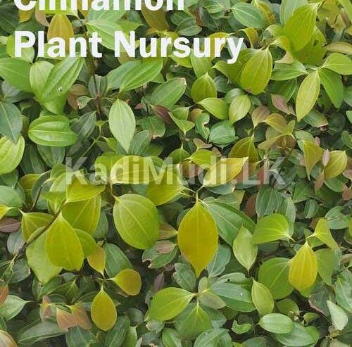 Cinnamon Plants for Sale (Kurudu Pela)