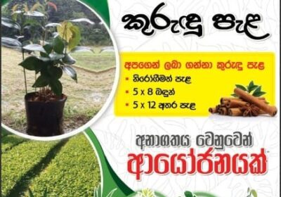 cinnoman-plants-Sri-Lanka