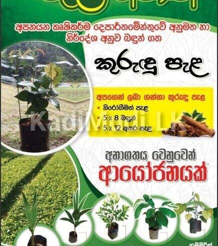 Cinnamon Plants for Sale (Kurudu Pela)